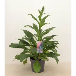 Rusmenė - Digitalis purpurea PANTHER