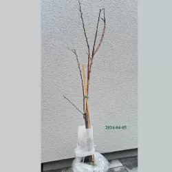 Apricot - Prunus armeniaca PATIOBOMEN ABRIKOOS