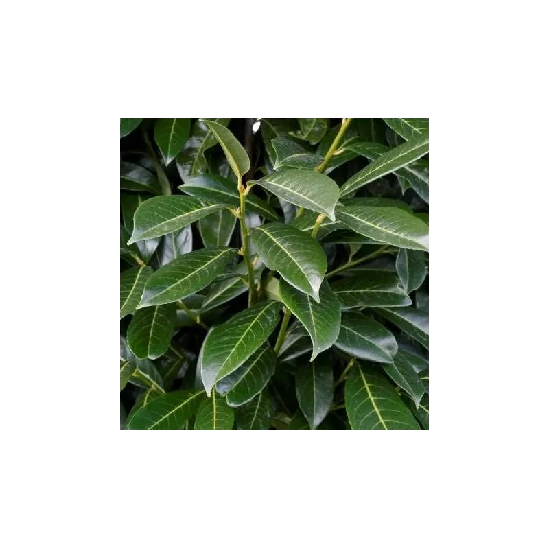 Užsisakyk augalus pavasariui jau dabar