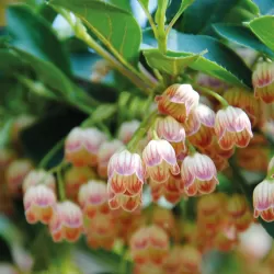 Katilėlinis sietminas - Enkianthus campanulatus
