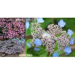 Krūminė hortenzija - Hydrangea serrata KOREANA