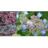 Krūminė hortenzija - Hydrangea serrata KOREANA