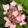Krūminė hortenzija - Hydrangea serrata KOREANA