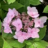 Krūminė hortenzija - Hydrangea serrata KOREANA