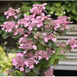Krūminė hortenzija - Hydrangea serrata KOREANA