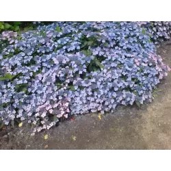 Krūminė hortenzija - Hydrangea serrata KOREANA