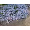 Krūminė hortenzija - Hydrangea serrata KOREANA
