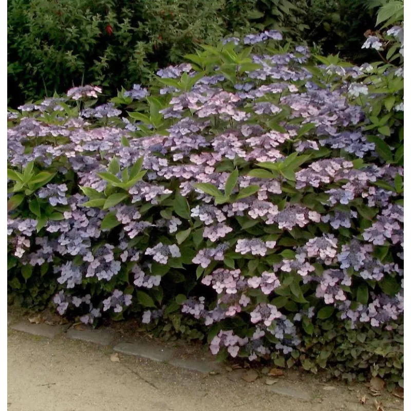 Krūminė hortenzija - Hydrangea serrata KOREANA