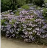 Krūminė hortenzija - Hydrangea serrata KOREANA