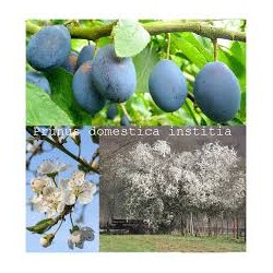 Aitrioji slyva (damson) - Prunus domestica institia