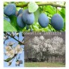 Aitrioji slyva (damson) - Prunus domestica institia