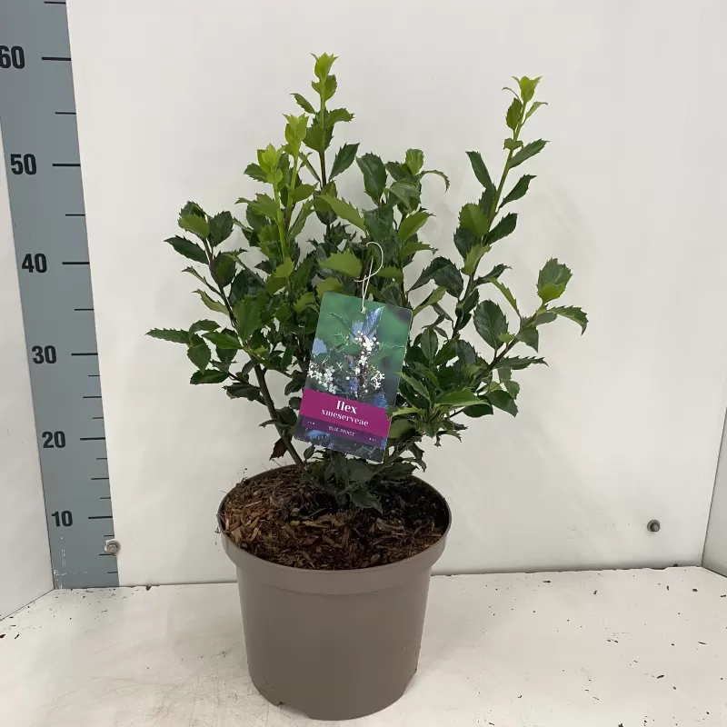 Ilex meservae BLUE PRINCE