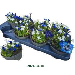 Gentiana verna + alba MIX