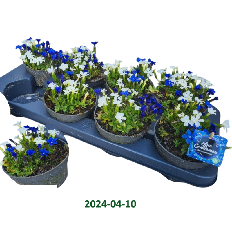 Gentiana verna + alba MIX