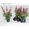Salvia Salgoon Lake Flamingo
