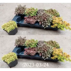 Kiliminių šilokų asorti - Sedum mix