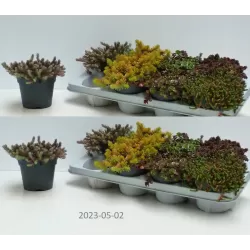 Kiliminių šilokų asorti - Sedum mix