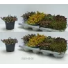 Kiliminių šilokų asorti - Sedum mix