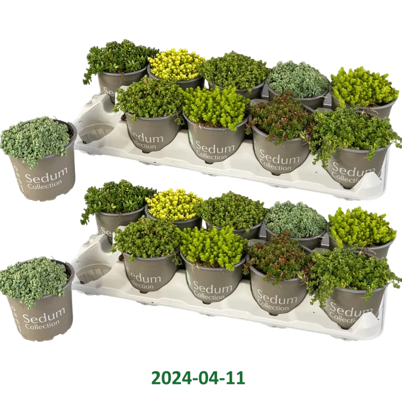 Kiliminių šilokų asorti - Sedum mix