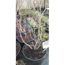 Chionanthus virginicus