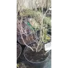 Chionanthus virginicus