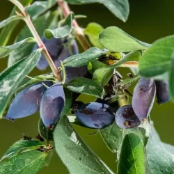 Valgomasis sausmedis - Lonicera sp. VITAMINNAYA
