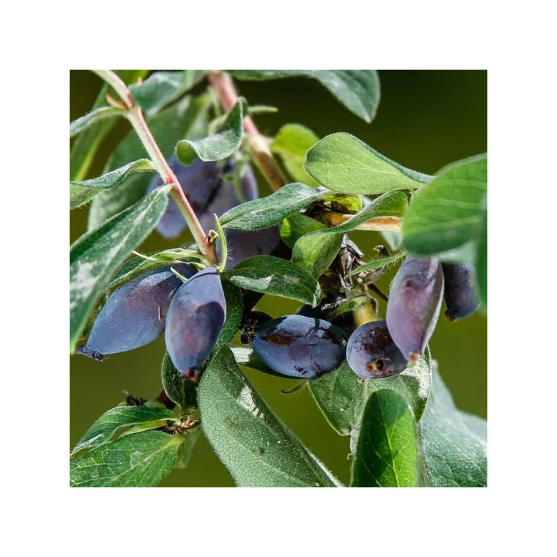 Honeyberry - Lonicera sp. VITAMINNAYA