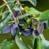 Honeyberry - Lonicera sp. VITAMINNAYA
