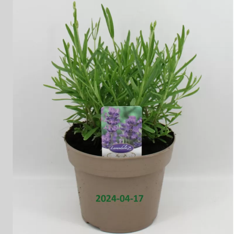 Tikroji levanda - Lavandula angustifolia