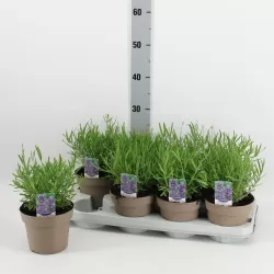 Tikroji levanda - Lavandula angustifolia