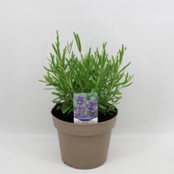 Tikroji levanda - Lavandula angustifolia ESSENCE PURPLE
