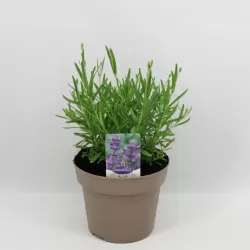 Tikroji levanda - Lavandula angustifolia