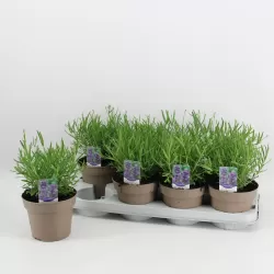 Tikroji levanda - Lavandula angustifolia