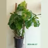 Nuostabioji monstera - Monstera deliciosa