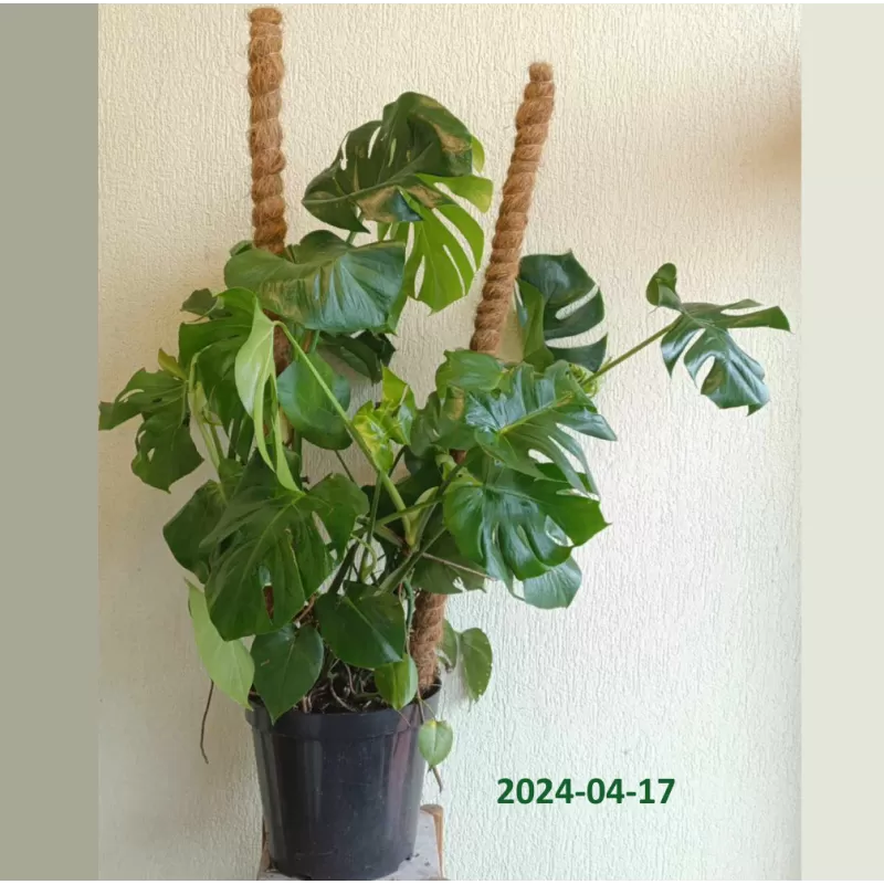 Nuostabioji monstera - Monstera deliciosa