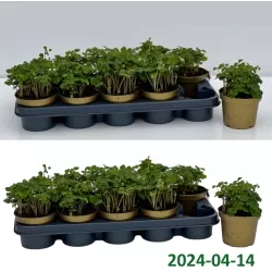 Oxalis deppei