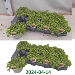 Sedum spurium SPOT ON PINK