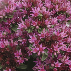 Sedum spurium SPOT ON PINK