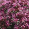 Sedum spurium SPOT ON PINK