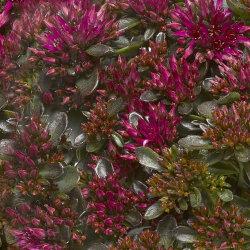 Sedum spurium SPOT ON PINK