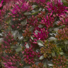 Sedum spurium SPOT ON PINK
