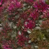 Sedum spurium SPOT ON PINK