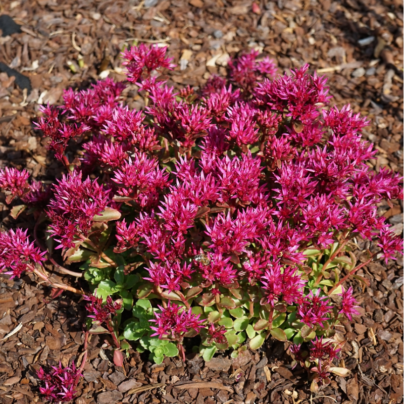 Sedum spurium SPOT ON PINK