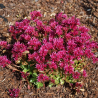 Sedum spurium SPOT ON PINK