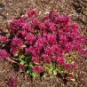 Sedum spurium SPOT ON PINK