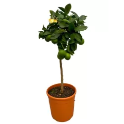Citrus meyeri Meyer Lemon LISA