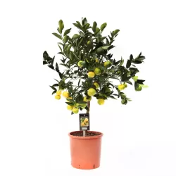 Citrus Limetta purcha LARA