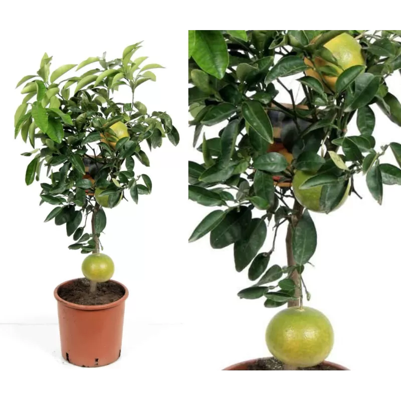 Pomelo greipfrutas – Citrus POMELO