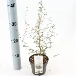Gulščioji sofora - Sophora prostrata Little Baby