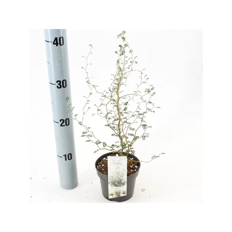 Gulščioji sofora - Sophora prostrata Little Baby
